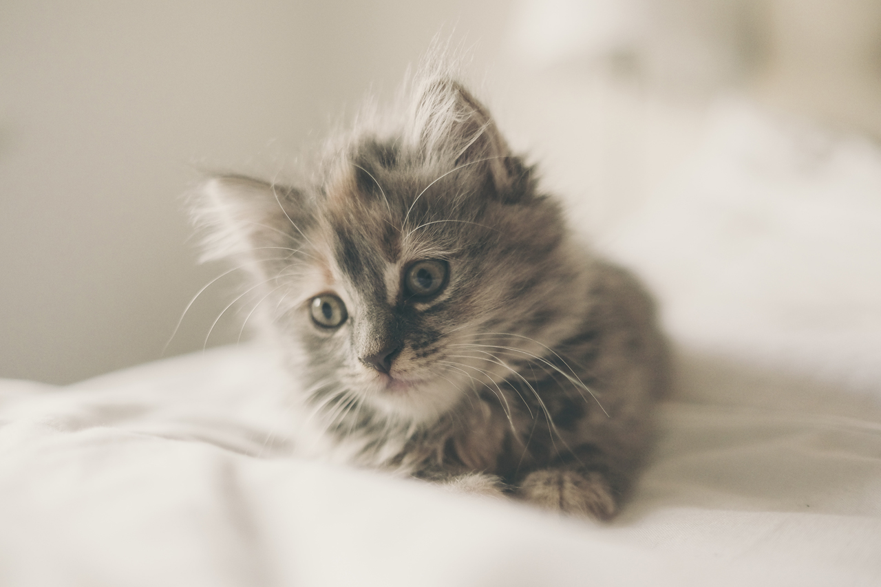 2017 cat freddie marriage