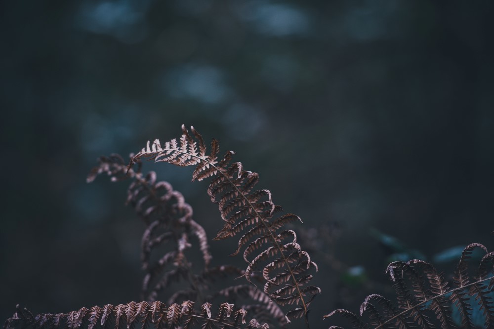 5 raisons de vous lancer dans la photographie en automne 2018 atmosphere