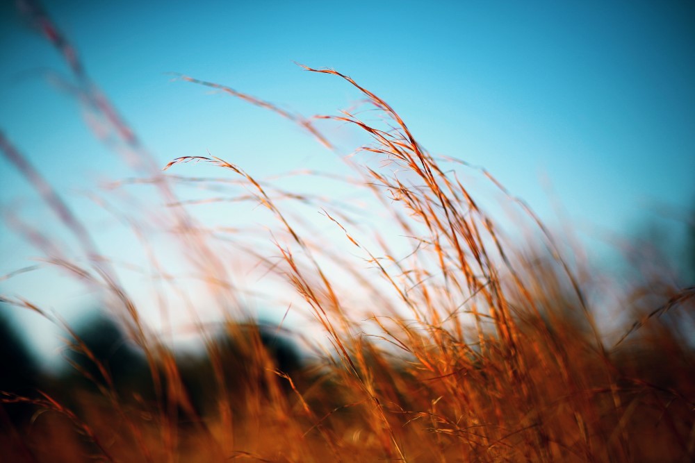 5 raisons de vous lancer dans la photographie en automne 2018 heure doree