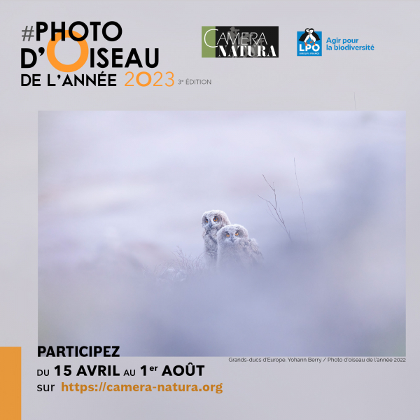 2023-concours-oiseau-visuels-1-yb