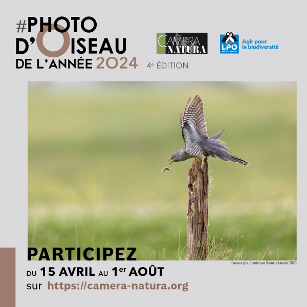2024-concours-oiseau-visuel1