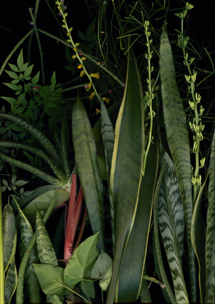 jardim-13-2014-127x90-1ap-5-fineartprint-mitsumataawagamipaper-framed-2
