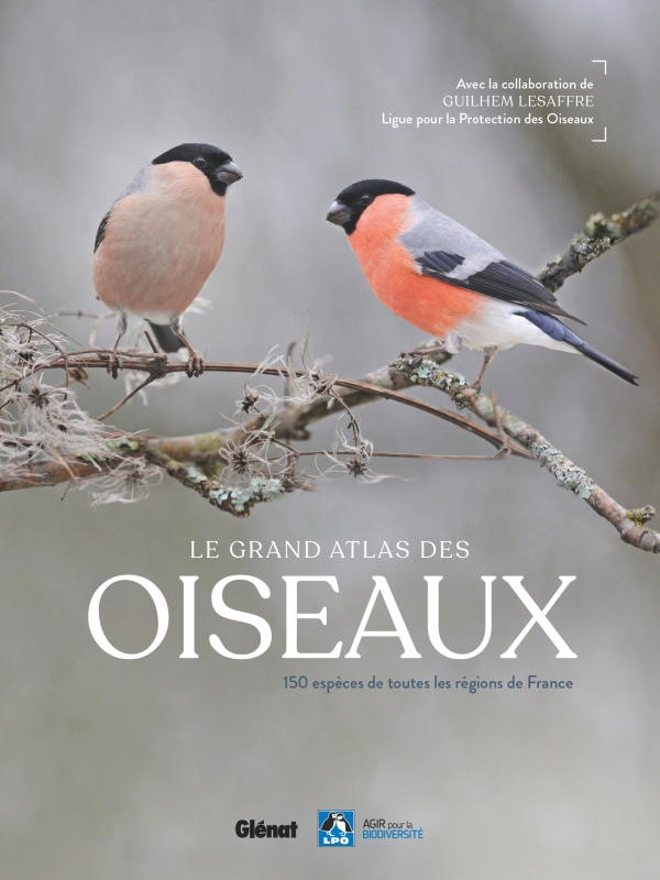 grand atlas oiseaux