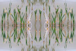 Image Active