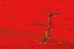 Image Active