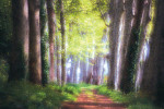 Image Active