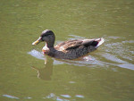 Image Active
