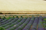 Image Active