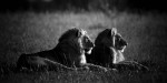 Laurent Baheux