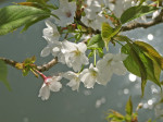 Marie Wintzer