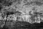 Nature par Philippe Berthier
