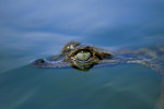 Image Active