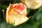 Image Active