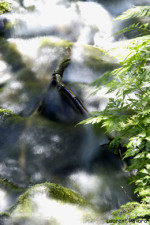 Image Active