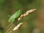 Image Active