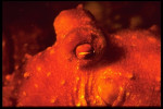 Image Active