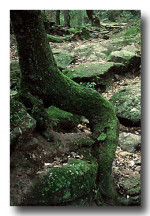 Image Active
