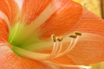 Image Active