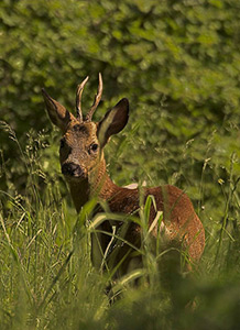 mt_popup:Photo  Arnaud Prevot