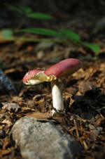 Critique Images par POV et Hervé Cornette