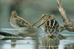 photographie