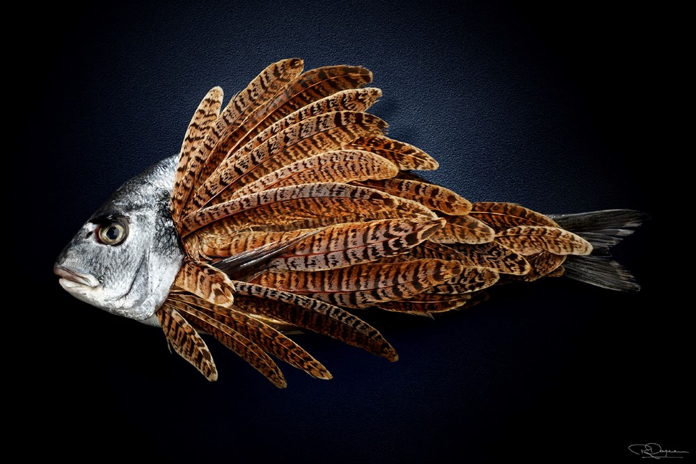 Punkyfish - Patrick Rougereau