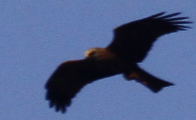 Zoom - Image 4 photographie