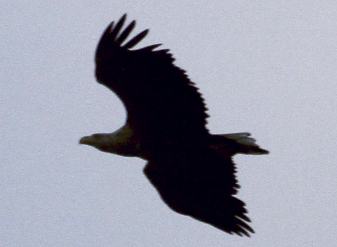 Zoom - Image 5 photographie