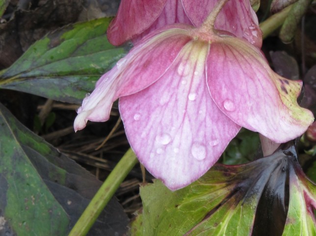 10 Dans un jardin en passant photographie